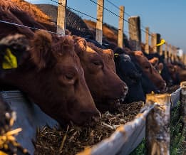 Agricultura y Ganadería sustentables